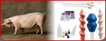 inseminacion artificial cerdos